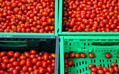 Italienische Kette für verarbeitete Tomaten